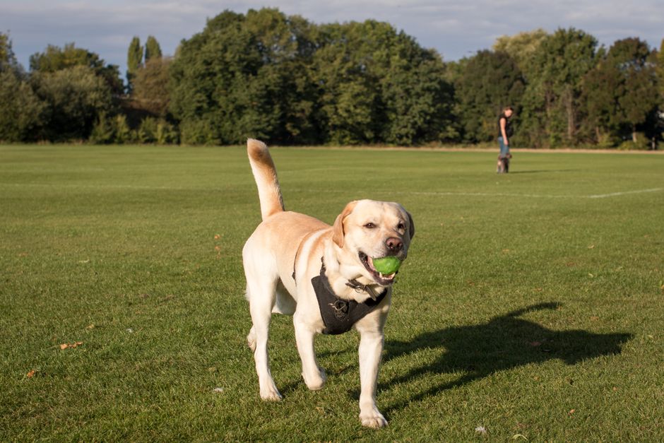 A cheerful Labrador Retriever dog with a light yellow coat holding a green tennis ball in its mouth, standing on a well-maintained grassy field. The dog is wearing a black harness, and its tail is rai