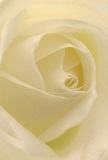 This image draws you deep into the core of a cream-white rose, as though you're ensconced within its velvety petals, each one opening in gentle spirals reminiscent of peaceful moments in Chase Cross's quiet streets. The textures are delicate and inviting, so light you can imagine them brushing your cheek or bearing the lightest trace of dew. A touch of subtle shadow carves soft valleys between the petals, accentuating the hypnotic pattern and lending a tranquil drama to the bloom's form. The atmosphere is one of calm reflection and dignified beauty-a flower that would grace a moment of sympathy or mark a hopeful new beginning with understated elegance. The rose's scent is suggested, not shown: faint, pure, and lingering like a distant memory carried on summer air from Hainault Forest. This masterpiece, chosen and arranged with care by a skilled local florist, brings together all the hallmarks of Chase Cross floristry: gentle craftsmanship, thoughtful emotion, and an innate sense of what it means to bring comfort and admiration right to a neighbour's doorstep.